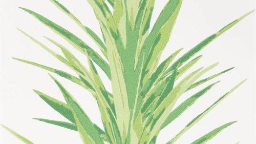 Yucca 216649